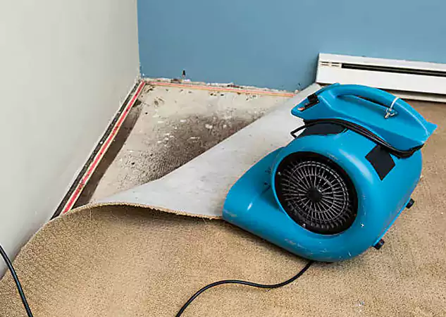 Your Water Damage Experts in Dahlonega, GA