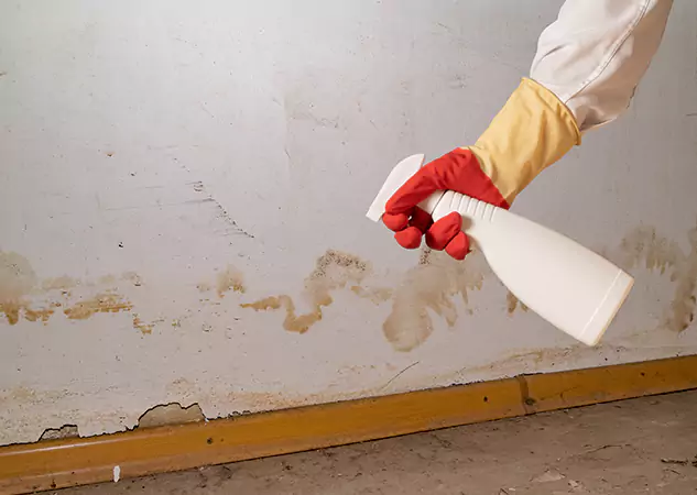 Your Water Restoration and Mold Remediation Specialists in Dahlonega, GA