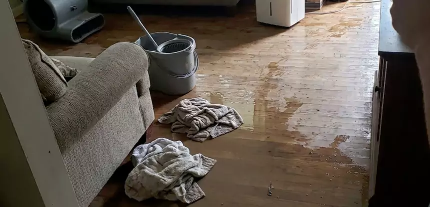 Professional Basement Water Remediation Services in Dahlonega, GA