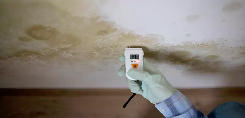 Emergency Mold Remediation in Dahlonega