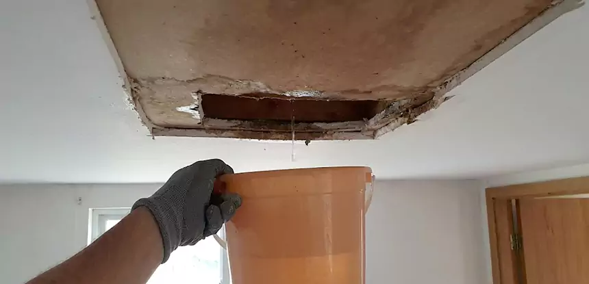 Ceiling Mold Repair Dahlonega 